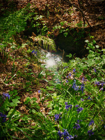 Undergrowth of grass, brambles, bluebells, ferns and other woodland plants bursting through the dead leaves next to a stream showing the reflection of an overlooking tree's leaves and a burst of light from the Sun above.の写真素材
