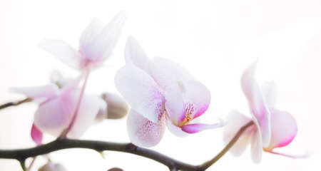 An orchid flowering against an almost white backdropの写真素材
