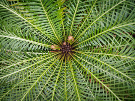 Close up of the growth from the centre of a fernの写真素材
