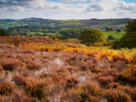 The green hills of the Peak District contrasting with the autumnal colours taking effect on the heather and ferns of Stanton Moor in the Peak District, Derbyshire.の写真素材