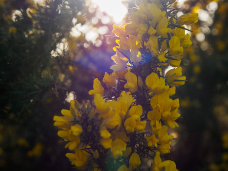 Gorse in full flowerの写真素材