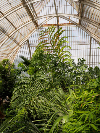 Up from the palms at Kew Gardensのeditorial素材