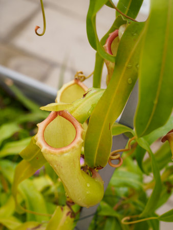 Pitcher plant at Kew Gardensのeditorial素材