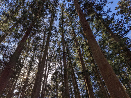 Treetops in a Japanese forestの写真素材