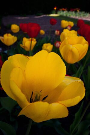 Tulipsの写真素材