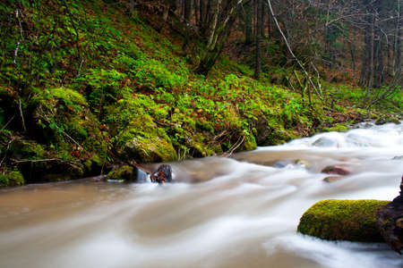 Forest streamの写真素材
