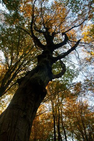 Tree の写真素材