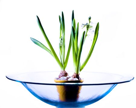 A high key setting of daffodils in a decor style