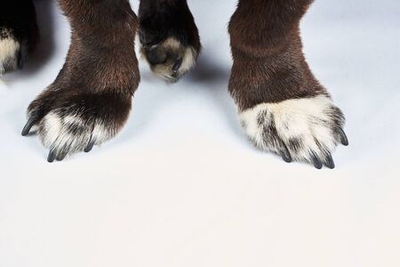 Black dachshund. Paws of an animal with claws on a white background. Close-up