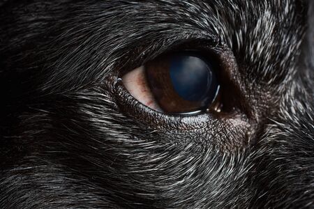 Black dachshund. Brown eye of an animal close up