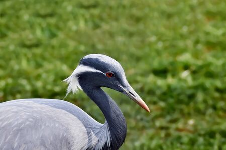 Demoiselle crane close-up on a background of green grassの写真素材
