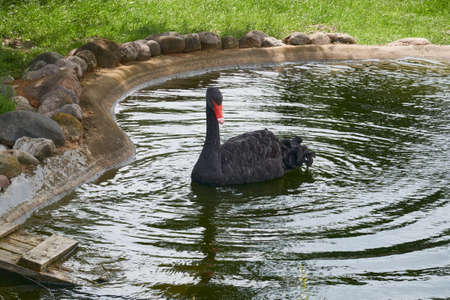 Black swan swims in a small pondの写真素材