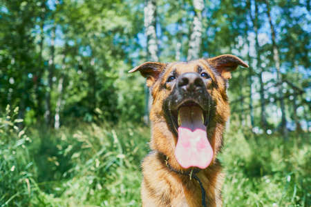 Portrait of a one-year-old german shepherd puppy on a background of green natureの写真素材