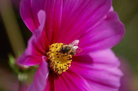 Honey bee on a flowerの写真素材