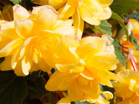 Trailing begoniasの写真素材