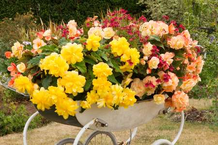 Begonias in pramの写真素材