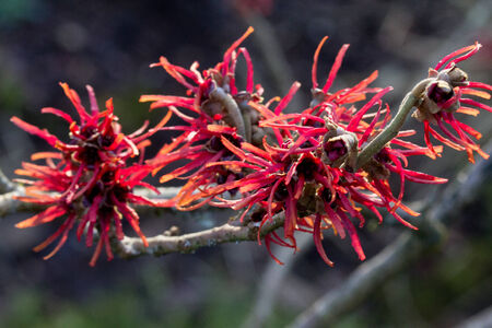 Witch hazel  3  Dianeの写真素材