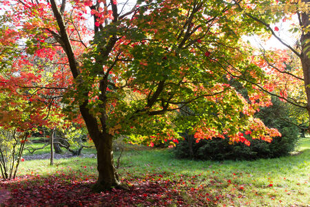 Autumn の写真素材