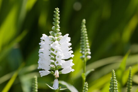 Spring flowersの写真素材