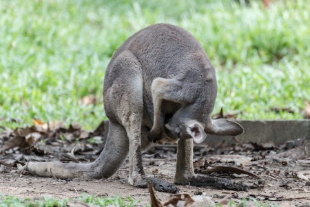 Kangaroo
