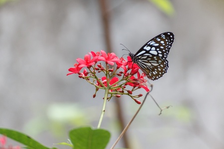 Butterflies are nectar flowers 