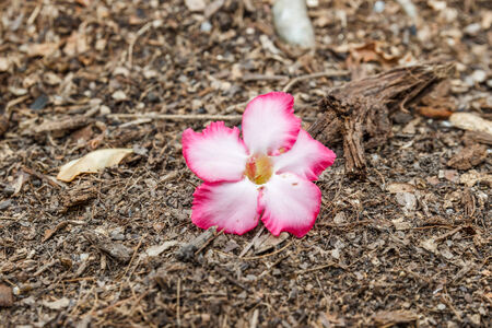 Desert rose on the groundの写真素材