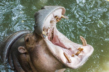 Hippopotamus showing off his mouthの写真素材