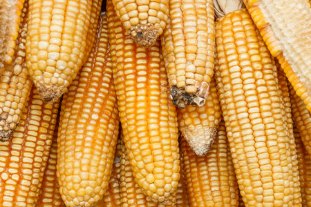 Yellow corn background, abstract backgrounds