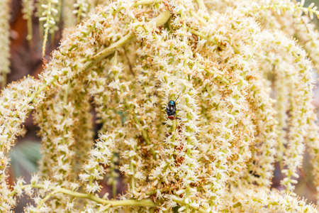 Close up betel palm flowersの写真素材