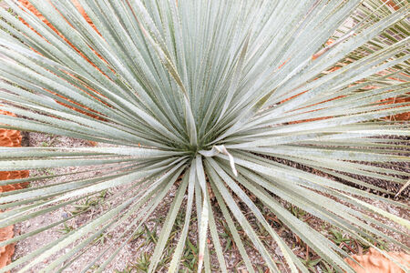 Close up green plant agave with white fiber on the leavesの写真素材