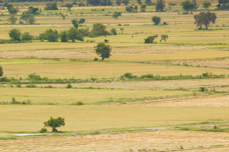 Green fields aerial view ready to harvest at summer