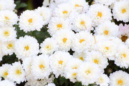 White chrysanthemum blossom in autumnの写真素材