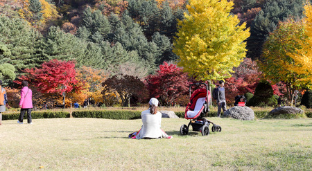 GYEONGGI, SOUTH KOREA - October 27, 2014 : The Garden of Morning Calm is a great spot to visit for families was onceptualized by Han Sang-kyung.Photo taken on October 27, 2014 in Gyeonggi, South Koreaのeditorial素材
