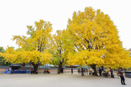 SEOUL, SOUTH KOREA - October 31, 2014 : Backyard garden of Gyeongbokgung palace on October 31, 2014 in Seoul, South Koreaのeditorial素材