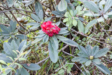 Rhododendron arboreum flowerの写真素材