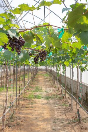 Grapefruit on treeの写真素材