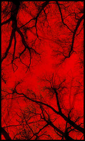 Treesの写真素材