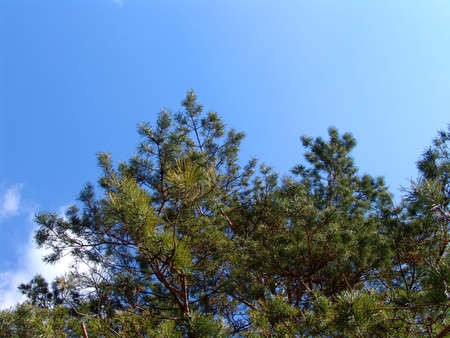 A pine tree over a blue sky