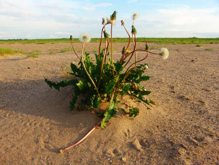 A dandelion plant on a river shoreの写真素材