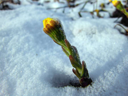 A coltsfoot flower growing from ground still covered with snow
