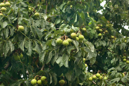 A closeup of a chestnut tree with chestnutsの写真素材