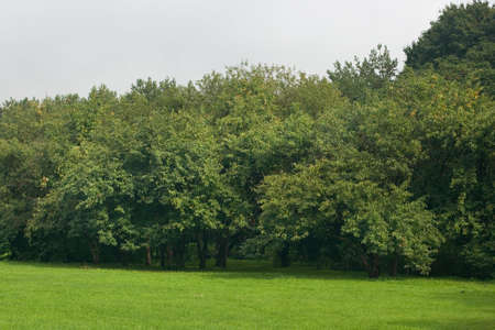 A background view of generic trees and green grassの写真素材