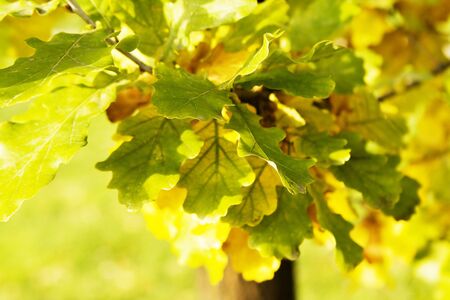A closeup of yellow and green oak leavesの写真素材