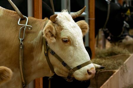 A cow in a cubicleの写真素材