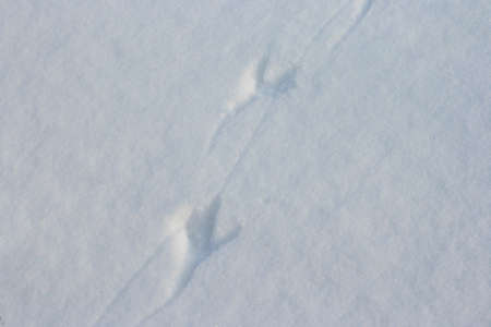 Bird traces on white snow in winter seasonの写真素材