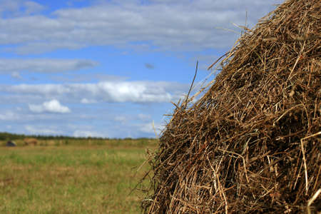 Close view of a stack of dry straw and a blue skyの写真素材