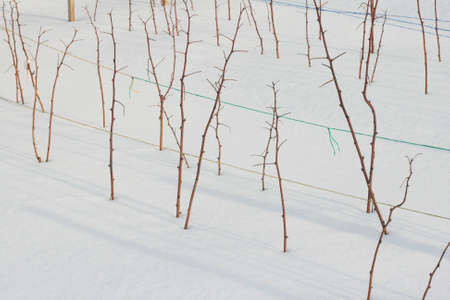 Sticks of raspberry plant on white sand in winterの写真素材