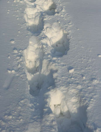 Human footprints on white snow in winterの写真素材