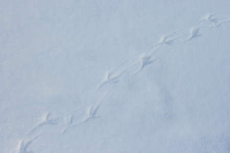 Bird footprints on clean white snow on a frosty winter dayの写真素材