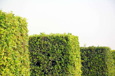 Square shaped bushes in a park on a sunny summer dayの写真素材